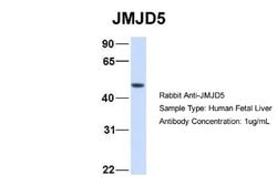 JMJD5 Rabbit anti-Human, Polyclonal, Novus Biologicals 0.1 mL | Buy Online | Novus Biologicals | Fisher Scientific